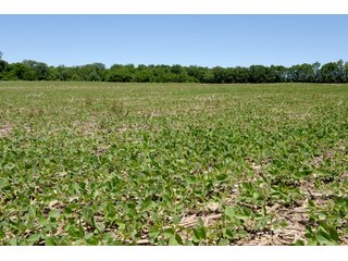 Tract 7 - REAL ESTATE AUCTION - 486+/- ACRES OFFERED IN 9 TRACTS IN MORGAN & MARION COUNTIES, INDIANA