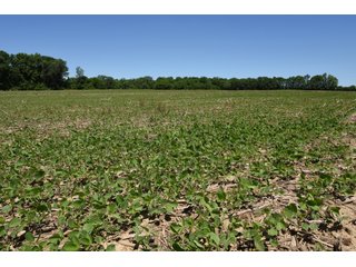 Tract 7 - REAL ESTATE AUCTION - 486+/- ACRES OFFERED IN 9 TRACTS IN MORGAN & MARION COUNTIES, INDIANA