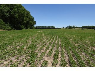 Tract 8 - REAL ESTATE AUCTION - 486+/- ACRES OFFERED IN 9 TRACTS IN MORGAN & MARION COUNTIES, INDIANA