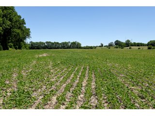 Tract 8 - REAL ESTATE AUCTION - 486+/- ACRES OFFERED IN 9 TRACTS IN MORGAN & MARION COUNTIES, INDIANA