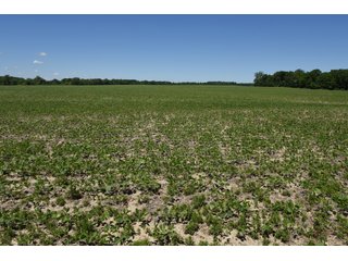 Tract 4 - REAL ESTATE AUCTION - 486+/- ACRES OFFERED IN 9 TRACTS IN MORGAN & MARION COUNTIES, INDIANA