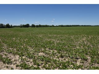 Tract 4 - REAL ESTATE AUCTION - 486+/- ACRES OFFERED IN 9 TRACTS IN MORGAN & MARION COUNTIES, INDIANA