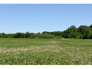 Tract 4 - REAL ESTATE AUCTION - 486+/- ACRES OFFERED IN 9 TRACTS IN MORGAN & MARION COUNTIES, INDIANA