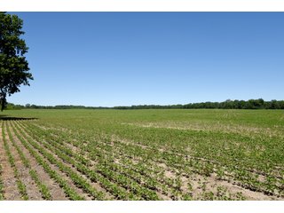 Tract 5 - REAL ESTATE AUCTION - 486+/- ACRES OFFERED IN 9 TRACTS IN MORGAN & MARION COUNTIES, INDIANA