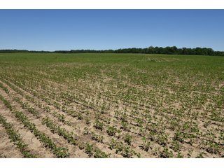 Tract 5 - REAL ESTATE AUCTION - 486+/- ACRES OFFERED IN 9 TRACTS IN MORGAN & MARION COUNTIES, INDIANA