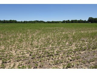 Tract 5 - REAL ESTATE AUCTION - 486+/- ACRES OFFERED IN 9 TRACTS IN MORGAN & MARION COUNTIES, INDIANA