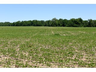 Tract 5 - REAL ESTATE AUCTION - 486+/- ACRES OFFERED IN 9 TRACTS IN MORGAN & MARION COUNTIES, INDIANA