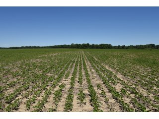 Tract 5 - REAL ESTATE AUCTION - 486+/- ACRES OFFERED IN 9 TRACTS IN MORGAN & MARION COUNTIES, INDIANA