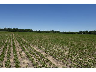 Tract 5 - REAL ESTATE AUCTION - 486+/- ACRES OFFERED IN 9 TRACTS IN MORGAN & MARION COUNTIES, INDIANA