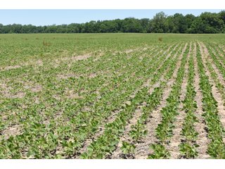 Tract 5 - REAL ESTATE AUCTION - 486+/- ACRES OFFERED IN 9 TRACTS IN MORGAN & MARION COUNTIES, INDIANA
