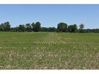 Tract 9 - REAL ESTATE AUCTION - 486+/- ACRES OFFERED IN 9 TRACTS IN MORGAN & MARION COUNTIES, INDIANA
