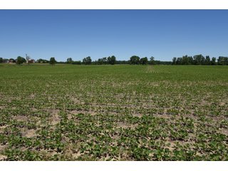 Tract 9 - REAL ESTATE AUCTION - 486+/- ACRES OFFERED IN 9 TRACTS IN MORGAN & MARION COUNTIES, INDIANA
