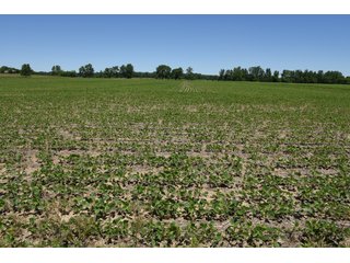 Tract 9 - REAL ESTATE AUCTION - 486+/- ACRES OFFERED IN 9 TRACTS IN MORGAN & MARION COUNTIES, INDIANA