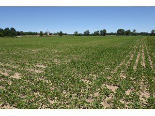 Tract 9 - REAL ESTATE AUCTION - 486+/- ACRES OFFERED IN 9 TRACTS IN MORGAN & MARION COUNTIES, INDIANA