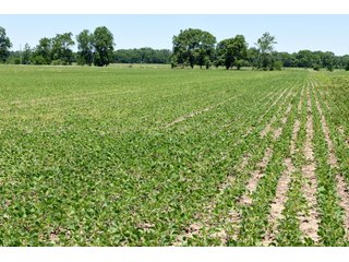 Tract 9 - REAL ESTATE AUCTION - 486+/- ACRES OFFERED IN 9 TRACTS IN MORGAN & MARION COUNTIES, INDIANA