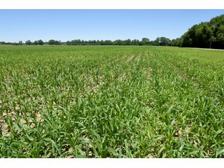 Tract 9 - REAL ESTATE AUCTION - 486+/- ACRES OFFERED IN 9 TRACTS IN MORGAN & MARION COUNTIES, INDIANA
