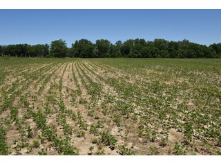 Tract 2 - REAL ESTATE AUCTION - 486+/- ACRES OFFERED IN 9 TRACTS IN MORGAN & MARION COUNTIES, INDIANA