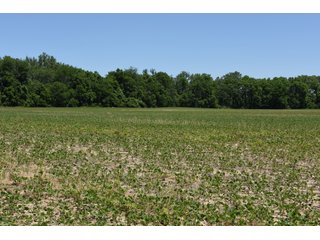 Tract 2 - REAL ESTATE AUCTION - 486+/- ACRES OFFERED IN 9 TRACTS IN MORGAN & MARION COUNTIES, INDIANA