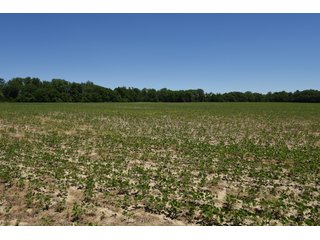 Tract 2 - REAL ESTATE AUCTION - 486+/- ACRES OFFERED IN 9 TRACTS IN MORGAN & MARION COUNTIES, INDIANA