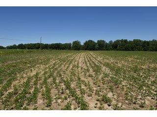 Tract 2 - REAL ESTATE AUCTION - 486+/- ACRES OFFERED IN 9 TRACTS IN MORGAN & MARION COUNTIES, INDIANA