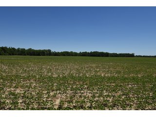 Tract 2 - REAL ESTATE AUCTION - 486+/- ACRES OFFERED IN 9 TRACTS IN MORGAN & MARION COUNTIES, INDIANA