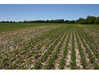 Tract 2 - REAL ESTATE AUCTION - 486+/- ACRES OFFERED IN 9 TRACTS IN MORGAN & MARION COUNTIES, INDIANA