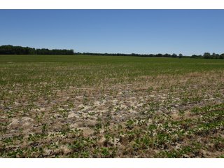Tract 2 - REAL ESTATE AUCTION - 486+/- ACRES OFFERED IN 9 TRACTS IN MORGAN & MARION COUNTIES, INDIANA