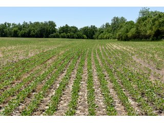 Tract 2 - REAL ESTATE AUCTION - 486+/- ACRES OFFERED IN 9 TRACTS IN MORGAN & MARION COUNTIES, INDIANA