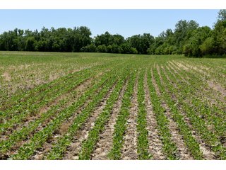 Tract 2 - REAL ESTATE AUCTION - 486+/- ACRES OFFERED IN 9 TRACTS IN MORGAN & MARION COUNTIES, INDIANA