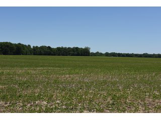 Tract 2 - REAL ESTATE AUCTION - 486+/- ACRES OFFERED IN 9 TRACTS IN MORGAN & MARION COUNTIES, INDIANA