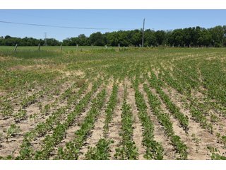 Tract 2 - REAL ESTATE AUCTION - 486+/- ACRES OFFERED IN 9 TRACTS IN MORGAN & MARION COUNTIES, INDIANA