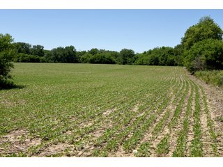 Tract 6 - REAL ESTATE AUCTION - 486+/- ACRES OFFERED IN 9 TRACTS IN MORGAN & MARION COUNTIES, INDIANA