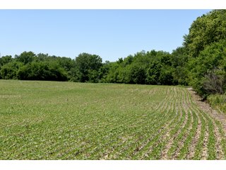 Tract 6 - REAL ESTATE AUCTION - 486+/- ACRES OFFERED IN 9 TRACTS IN MORGAN & MARION COUNTIES, INDIANA
