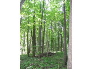 Property photo 1 - REAL ESTATE & PERSONAL PROPERTY AUCTION - 9.66+/- WOODED ACRES IN WHITLEY COUNTY, INDIANA