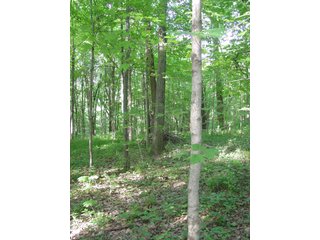 Property photo 2 - REAL ESTATE & PERSONAL PROPERTY AUCTION - 9.66+/- WOODED ACRES IN WHITLEY COUNTY, INDIANA