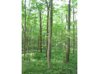 Property photo 3 - REAL ESTATE & PERSONAL PROPERTY AUCTION - 9.66+/- WOODED ACRES IN WHITLEY COUNTY, INDIANA