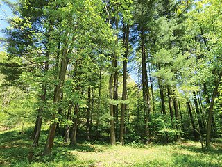 Property photo 80 - LAND AUCTION - 2,596+/- ACRES IN 28 TRACTS IN COSHOCTON & MUSKINGUM COUNTIES, OHIO
