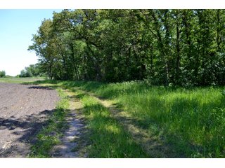 Property photo 21 - LAND AUCTION - 160+/- ACRES OFFERED IN 3 TRACTS IN JASPER COUNTY, INDIANA