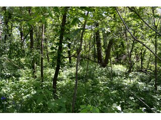 Property photo 31 - LAND AUCTION - 160+/- ACRES OFFERED IN 3 TRACTS IN JASPER COUNTY, INDIANA