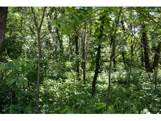 Property photo 32 - LAND AUCTION - 160+/- ACRES OFFERED IN 3 TRACTS IN JASPER COUNTY, INDIANA