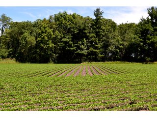 Property photo 34 - LAND AUCTION - 160+/- ACRES OFFERED IN 3 TRACTS IN JASPER COUNTY, INDIANA