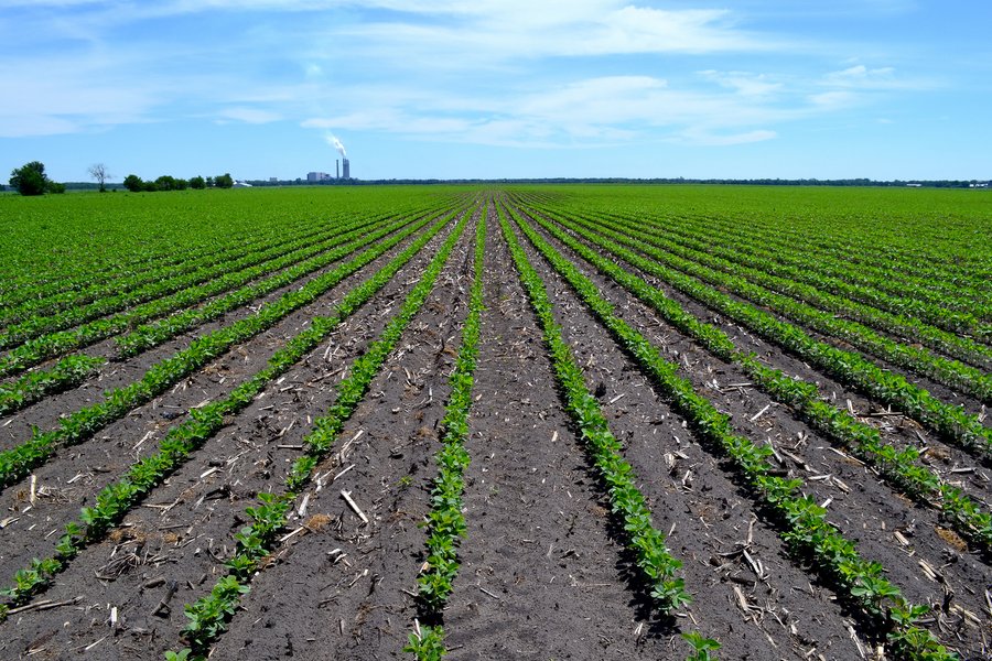 LAND AUCTION - 160+/- ACRES OFFERED IN 3 TRACTS IN JASPER COUNTY, INDIANA