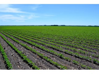 Property photo 2 - LAND AUCTION - 160+/- ACRES OFFERED IN 3 TRACTS IN JASPER COUNTY, INDIANA