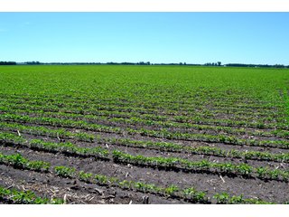 Property photo 1 - LAND AUCTION - 160+/- ACRES OFFERED IN 3 TRACTS IN JASPER COUNTY, INDIANA