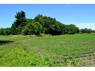 Property photo 3 - LAND AUCTION - 160+/- ACRES OFFERED IN 3 TRACTS IN JASPER COUNTY, INDIANA