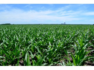 Property photo 6 - LAND AUCTION - 160+/- ACRES OFFERED IN 3 TRACTS IN JASPER COUNTY, INDIANA