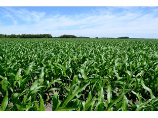 Property photo 10 - LAND AUCTION - 160+/- ACRES OFFERED IN 3 TRACTS IN JASPER COUNTY, INDIANA