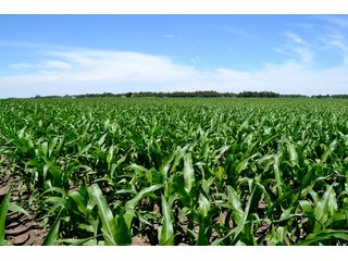 Property photo 9 - LAND AUCTION - 160+/- ACRES OFFERED IN 3 TRACTS IN JASPER COUNTY, INDIANA