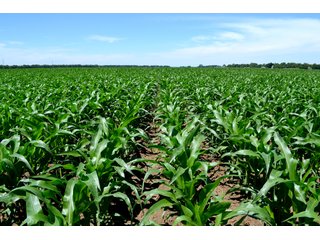 Property photo 5 - LAND AUCTION - 160+/- ACRES OFFERED IN 3 TRACTS IN JASPER COUNTY, INDIANA