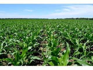 Property photo 7 - LAND AUCTION - 160+/- ACRES OFFERED IN 3 TRACTS IN JASPER COUNTY, INDIANA